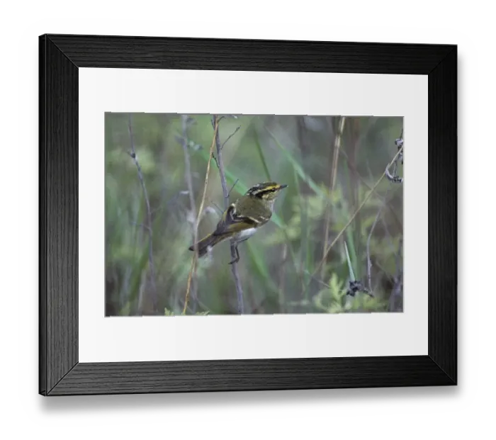 Framed Print : 02386dt. Pallass Warbler Happy Island NE China May