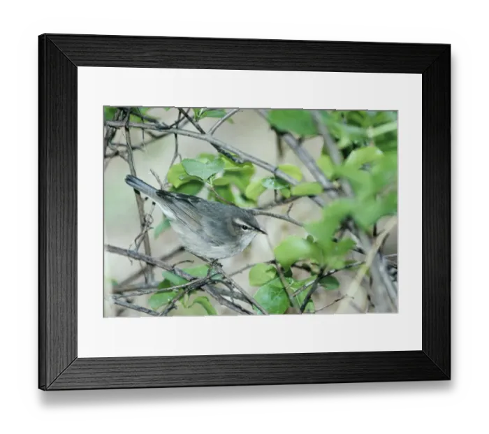 Framed Print : 02380dt. Dusky Warbler migrant Beidaihe China