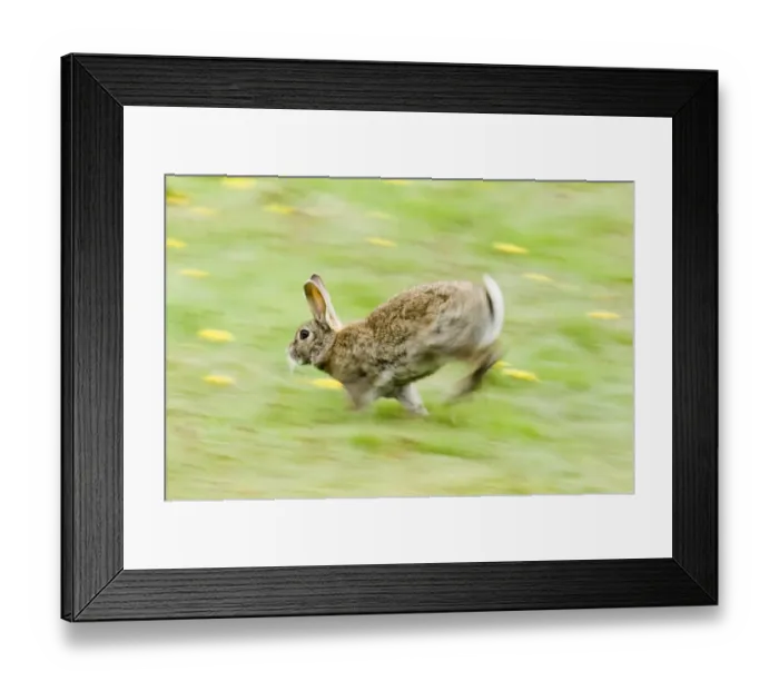 Framed Print : 02367dt. Rabbit Oryctolagus cuniculus running through field of dandelions Norfolk summer Framed Print : 02367dt. Rabbit Oryctolagus cuniculus running through field of dandelions Norfolk summer