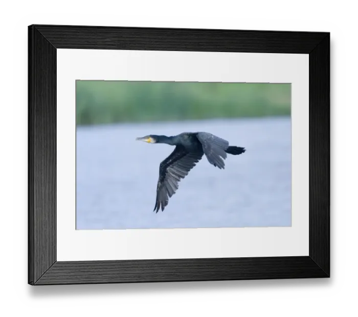 Framed Print : Cormorant Phalacrocorax carbo Cley August Framed Print : Cormorant Phalacrocorax carbo Cley August
