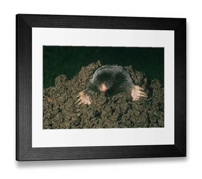 Framed Print : Mole emerging from mole hill (captive) Framed Print : Mole emerging from mole hill (captive)