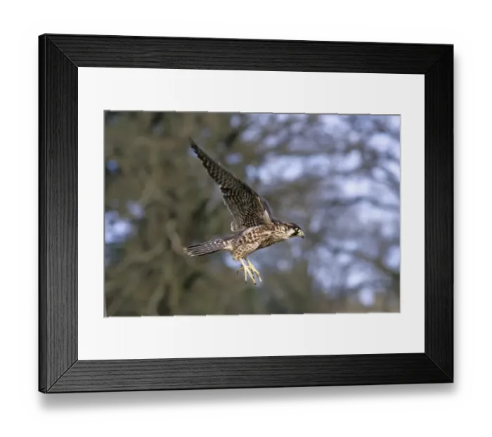 Framed Print : Peregrine Falco peregrinus immature (captive) Framed Print : Peregrine Falco peregrinus immature (captive)