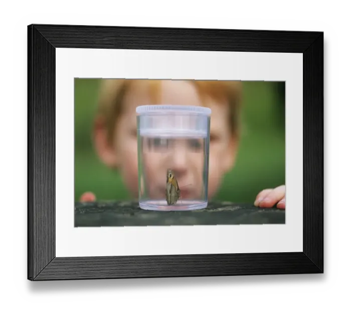 Framed Print : Young boy looking at butterfly Kent summer Framed Print : Young boy looking at butterfly Kent summer