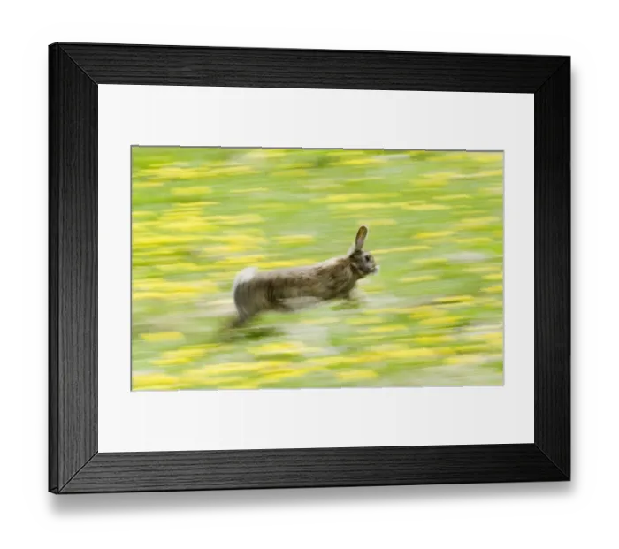Framed Print : 02362dt. Rabbit Oryctolagus cuniculus running through field of dandelions Norfolk summer Framed Print : 02362dt. Rabbit Oryctolagus cuniculus running through field of dandelions Norfolk summer