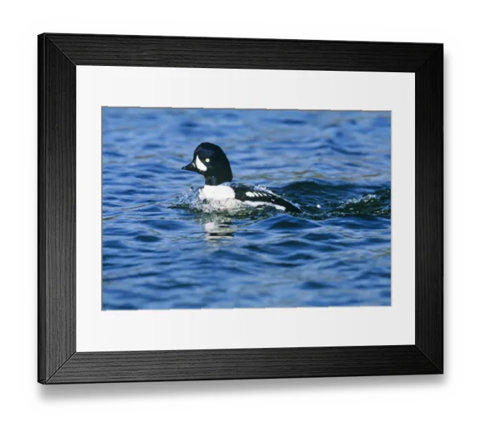 Framed Print : 002281 Framed Print : 002281
