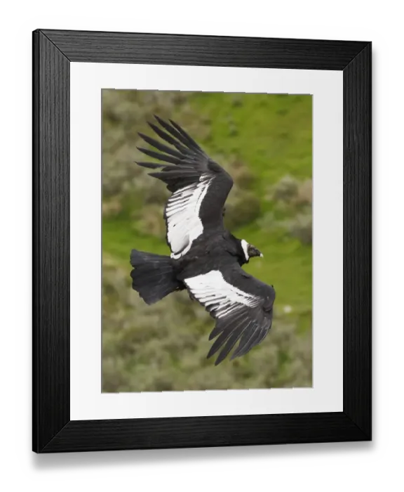Framed Print : 02370dt. Andean Condor Vultur gryphus S.Chile November Framed Print : 02370dt. Andean Condor Vultur gryphus S.Chile November