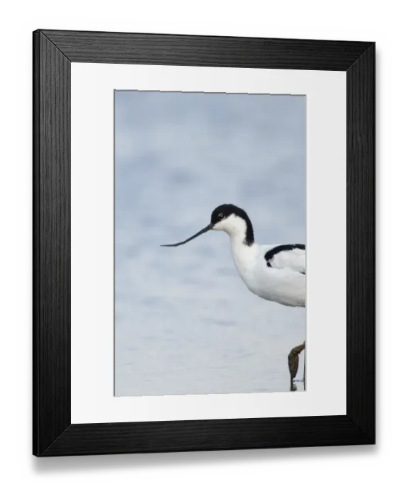 Framed Print : Avocet Recurvirostra avocetta Titchwell Norfolk August