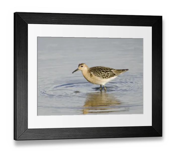 Framed Print : Ruff Philomachus pugnax juvenile August Norfolk Framed Print : Ruff Philomachus pugnax juvenile August Norfolk