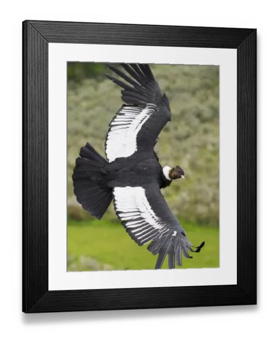 Framed Print : 02368dt. Andean Condor Vultur gryphus male cruising along mountainside S.Chile November Framed Print : 02368dt. Andean Condor Vultur gryphus male cruising along mountainside S.Chile November