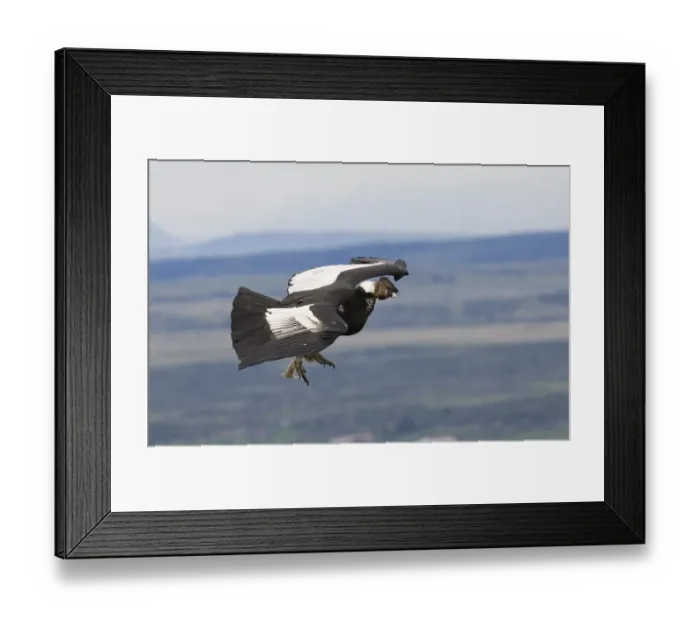 Framed Print : 02375dt. Andean Condor Vultur gryphus male cruising along mountainside S.Chile November