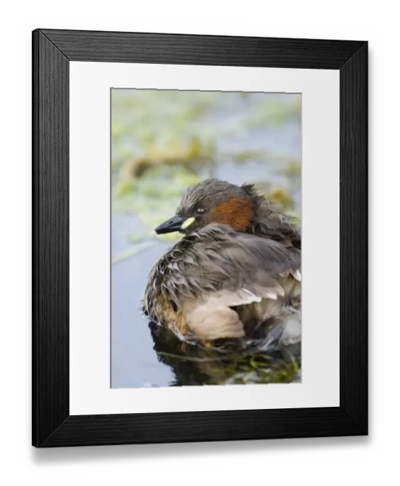 Framed Print : Little Grebe North Norfolk summer