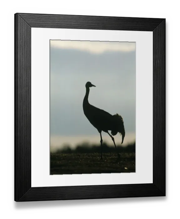 Framed Print : Common Crane Grus grus Norfolk May Framed Print : Common Crane Grus grus Norfolk May