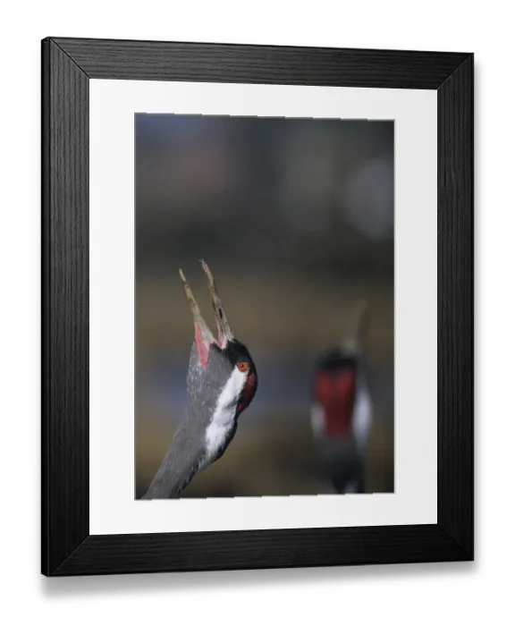 Framed Print : Common Cranes Grus grus Sweden April Framed Print : Common Cranes Grus grus Sweden April