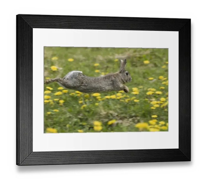 Framed Print : 02366dt. Rabbit Oryctolagus cuniculus running through field of dandelions Norfolk summer Framed Print : 02366dt. Rabbit Oryctolagus cuniculus running through field of dandelions Norfolk summer