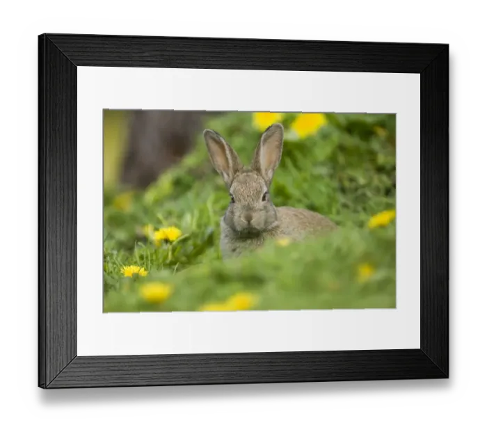 Framed Print : 02364dt. Rabbit Oryctolagus cuniculus young at burrow entrance Norfolk summer