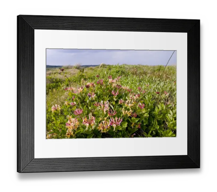 Framed Print : 02402dt. Honeysuckle in flower in dunes Minsmere June Framed Print : 02402dt. Honeysuckle in flower in dunes Minsmere June