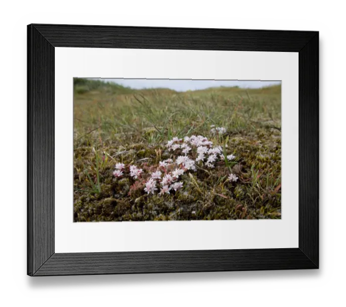 Framed Print : 02403dt. English Stonecrop growing on maritime heath Minsmere June Framed Print : 02403dt. English Stonecrop growing on maritime heath Minsmere June