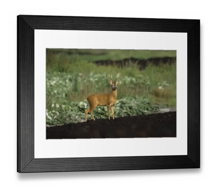 Framed Print : Roe Deer buck Capreolus capreolus Somerset summer Framed Print : Roe Deer buck Capreolus capreolus Somerset summer