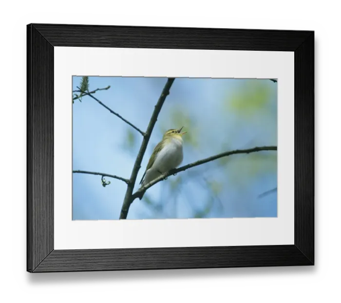Framed Print : Wood Warbler Phylloscopus sibilatrix in song New Forest Hants May Framed Print : Wood Warbler Phylloscopus sibilatrix in song New Forest Hants May