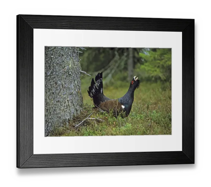 Framed Print : Capercaillie Tetrao urogallus male displaying in pine forest Scotland April Framed Print : Capercaillie Tetrao urogallus male displaying in pine forest Scotland April