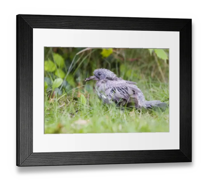Framed Print : Woodpigeon Columba palumbus juvenile (squab) just out of the nest in suburban garden Framed Print : Woodpigeon Columba palumbus juvenile (squab) just out of the nest in suburban garden