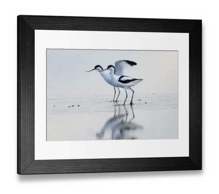 Framed Print : Avocet Recurvirostra avocetta pair Cley Norfolk August Framed Print : Avocet Recurvirostra avocetta pair Cley Norfolk August