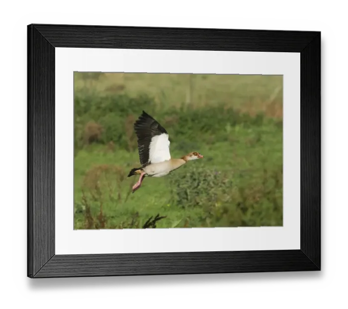 Framed Print : 02361dt. Egyptian Goose Alopochen aegyptiacus taking off Norfolk summer Framed Print : 02361dt. Egyptian Goose Alopochen aegyptiacus taking off Norfolk summer