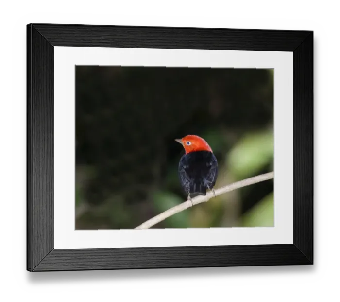 Framed Print : 02406dt. Red-capped Manakin Pipra mentalis ignifera Soberiana NP Panama Framed Print : 02406dt. Red-capped Manakin Pipra mentalis ignifera Soberiana NP Panama