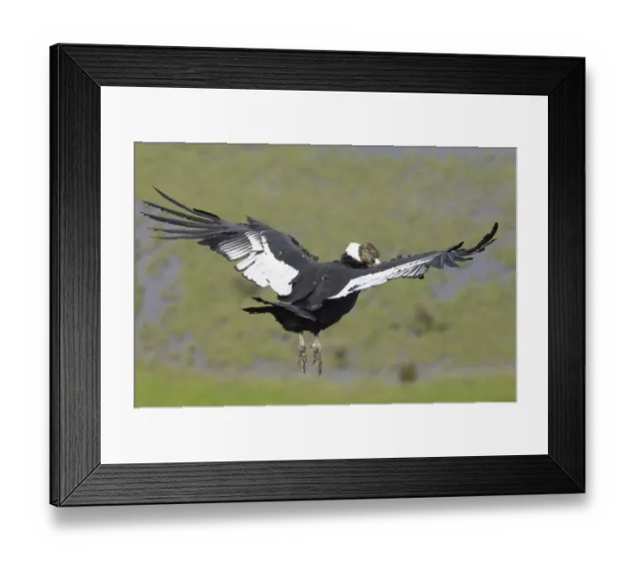 Framed Print : 02373dt. Andean Condor Vultur gryphus Patagonian Chile November