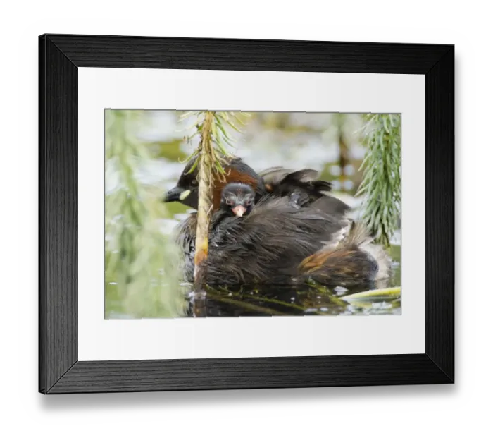 Framed Print : Little Grebe with chick on back North Norfolk summer