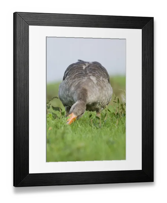 Framed Print : Greylag Goose Anser anser grazing Cley North Norfolk summer Framed Print : Greylag Goose Anser anser grazing Cley North Norfolk summer