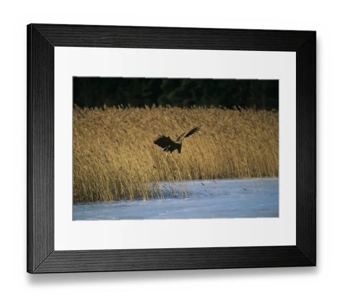Framed Print : White-tailed Eagle Haliaeetus albicilla Finland March Framed Print : White-tailed Eagle Haliaeetus albicilla Finland March