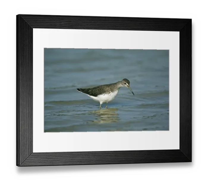 Framed Print : 02382dt. Green Sandpiper Bough Beech Reservoir Kent August Framed Print : 02382dt. Green Sandpiper Bough Beech Reservoir Kent August