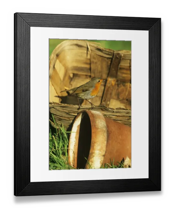Framed Print : Robin Erithacus rubecula in garden Kent winter Framed Print : Robin Erithacus rubecula in garden Kent winter