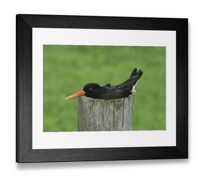 Framed Print : Oystercatcher Haematopus ostralegus nesting in top of hollowed out fence post Shetland Framed Print : Oystercatcher Haematopus ostralegus nesting in top of hollowed out fence post Shetland