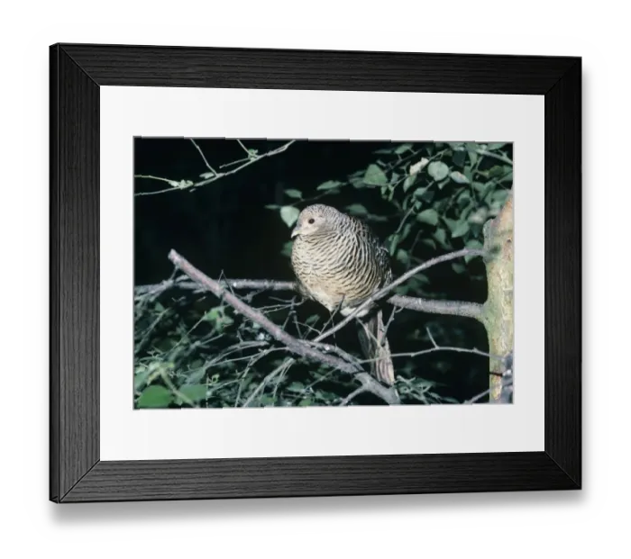 Framed Print : 02381dt. Lady Amhersts Pheasant Chrysolophus amtherstiae female uk