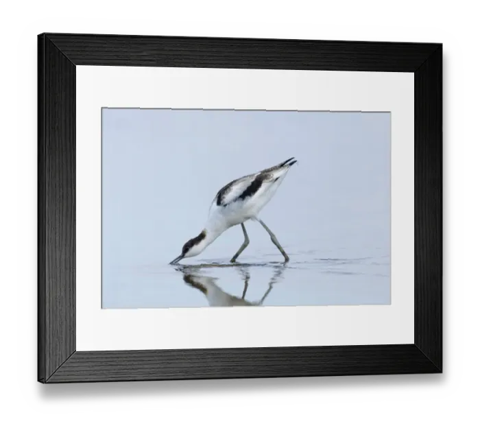 Framed Print : Avocet Recurvirostra avocetta Cley Norfolk August Framed Print : Avocet Recurvirostra avocetta Cley Norfolk August