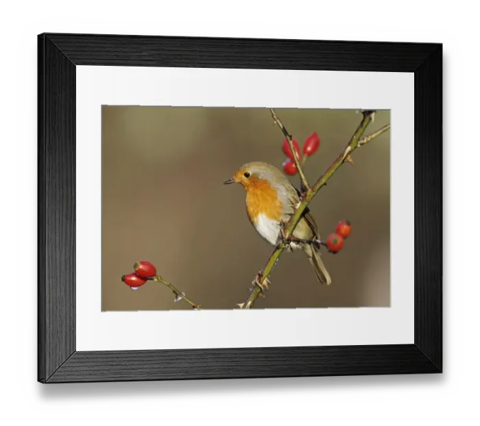 Framed Print : 002310 Framed Print : 002310