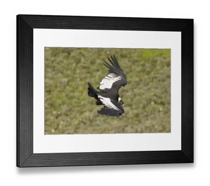 Framed Print : 02374dt. Andean Condor Vultur gryphus male cruising along mountainside S.Chile November Framed Print : 02374dt. Andean Condor Vultur gryphus male cruising along mountainside S.Chile November