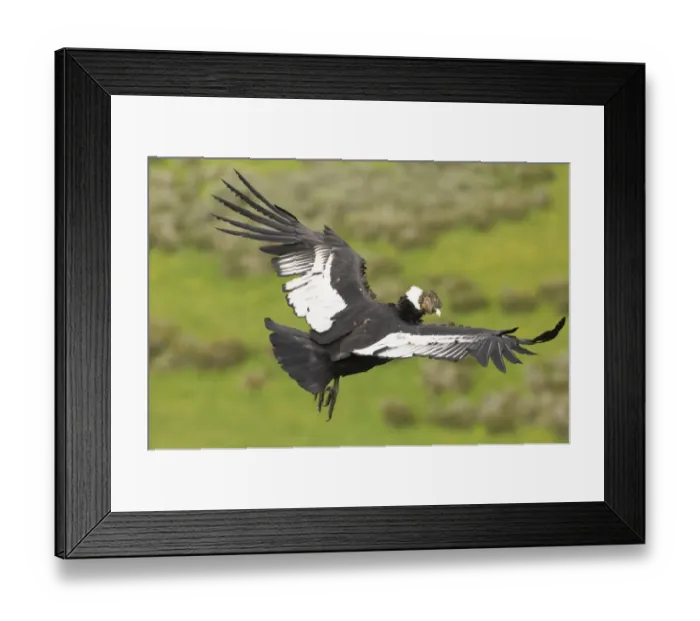 Framed Print : 02372dt. Andean Condor Vultur gryphus Patagonian Chile November