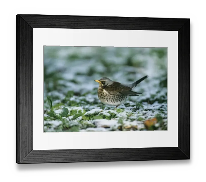 Framed Print : Fieldfare Turdus pilaris in snow in orchard Kent winter Framed Print : Fieldfare Turdus pilaris in snow in orchard Kent winter