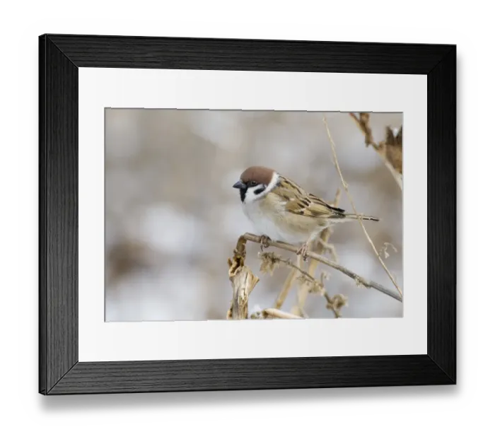 Framed Print : 02451dt. Tree Sparrow Passer montanus Norfolk UK winter