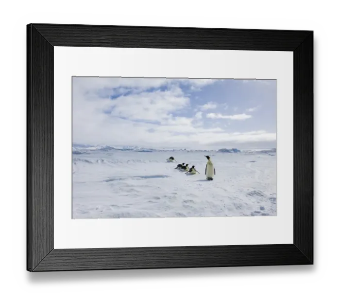 Framed Print : 02541dt. Emperor Framed Print : 02541dt. Emperor