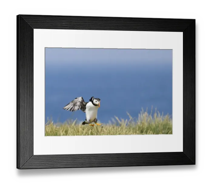 Framed Print : 02505dt. Puffin Fratercula artica landing Inner Farne Northumberland July Framed Print : 02505dt. Puffin Fratercula artica landing Inner Farne Northumberland July