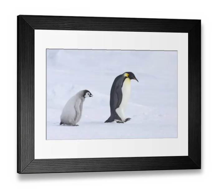 Framed Print : 02550dt. Emperor Framed Print : 02550dt. Emperor