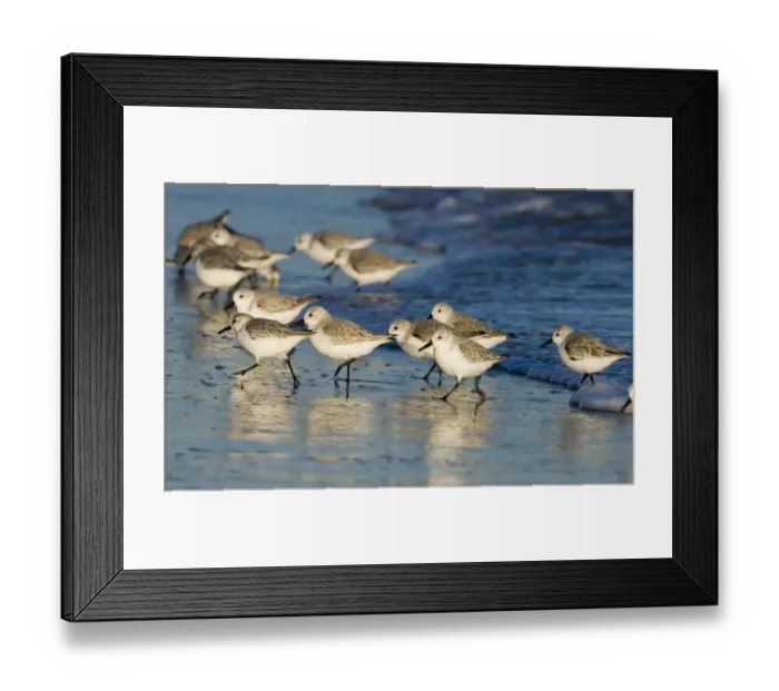 Framed Print : Sanderling Calidris alba Norfolk winter Framed Print : Sanderling Calidris alba Norfolk winter