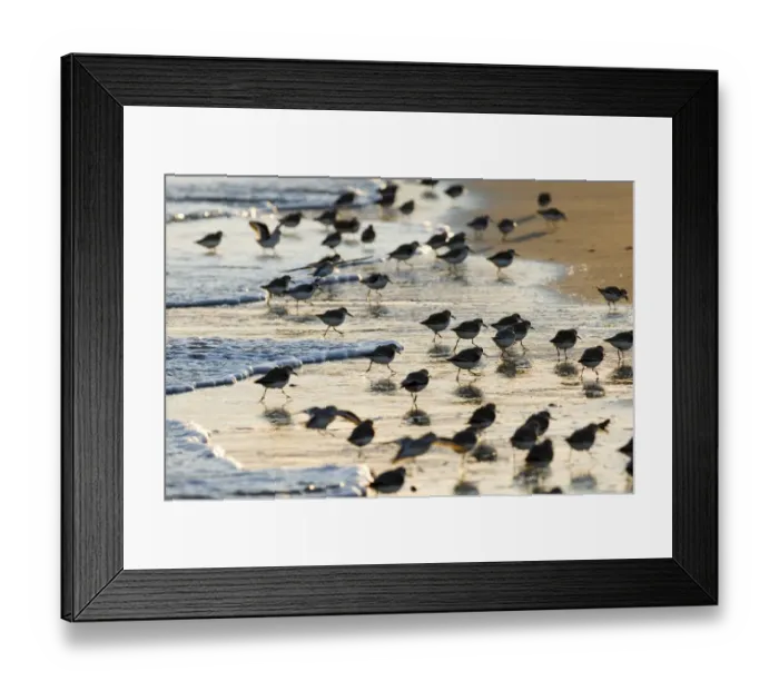 Framed Print : 02485dt. Sanderling Calidris alba flock feeding along tideline Norfolk winter