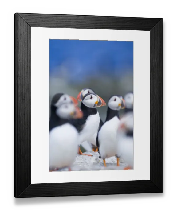 Framed Print : 02510dt. Puffin Fratercula arctica Farne Islands Northumberland summer