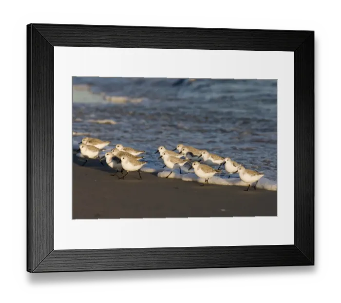 Framed Print : 02479dt. Sanderling Calidris alba Norfolk winter Framed Print : 02479dt. Sanderling Calidris alba Norfolk winter