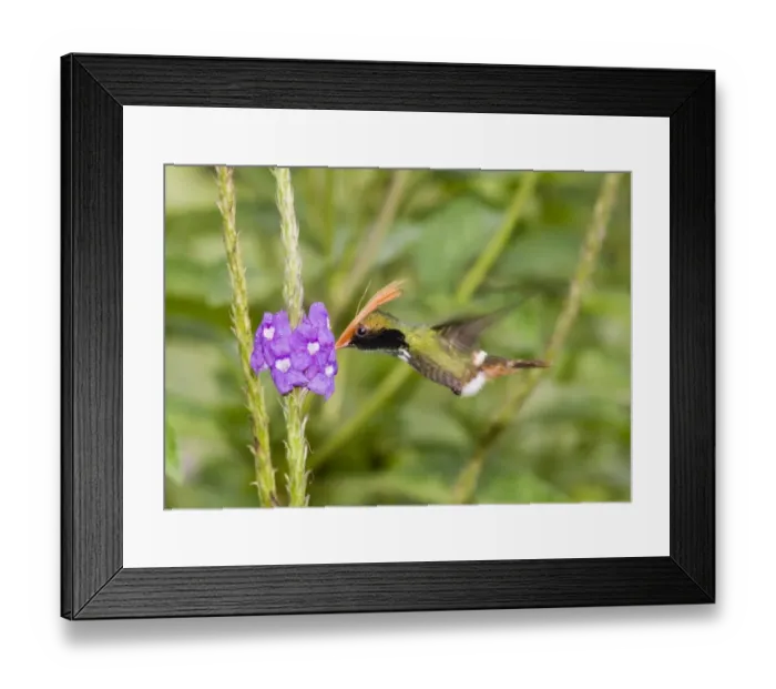 Framed Print : 02427dt. Rufous-crested Coquette Lophornis delattrei lessoni male El Valle Panama Framed Print : 02427dt. Rufous-crested Coquette Lophornis delattrei lessoni male El Valle Panama